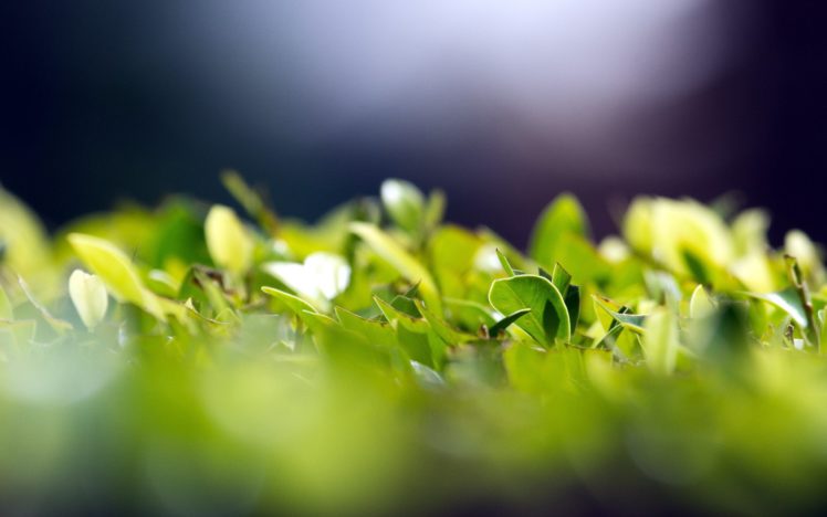 green, Leaves, Macro, Herbs HD Wallpaper Desktop Background