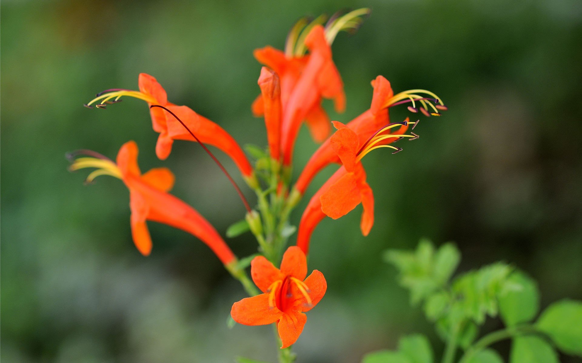 flowers Wallpaper