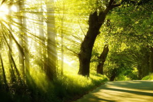 forest, Sunlight, Beams, Ray, Roads