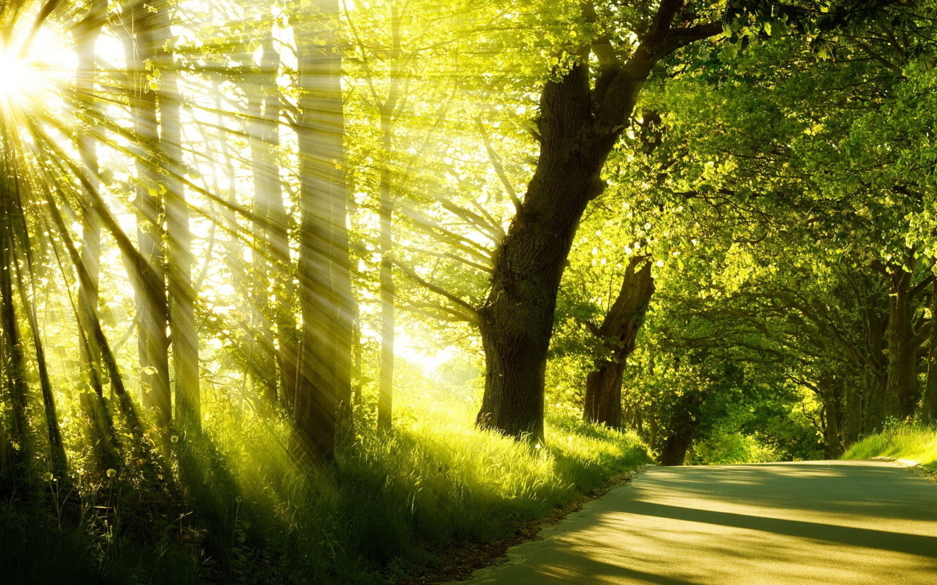 forest, Sunlight, Beams, Ray, Roads Wallpaper