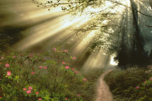 forest, Flowers, Sunlight, Beams, Rays, Trail