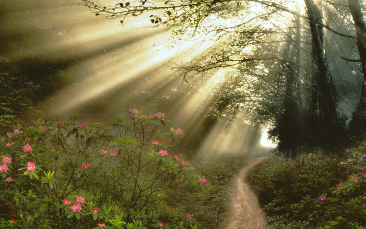 forest, Flowers, Sunlight, Beams, Rays, Trail HD Wallpaper Desktop Background
