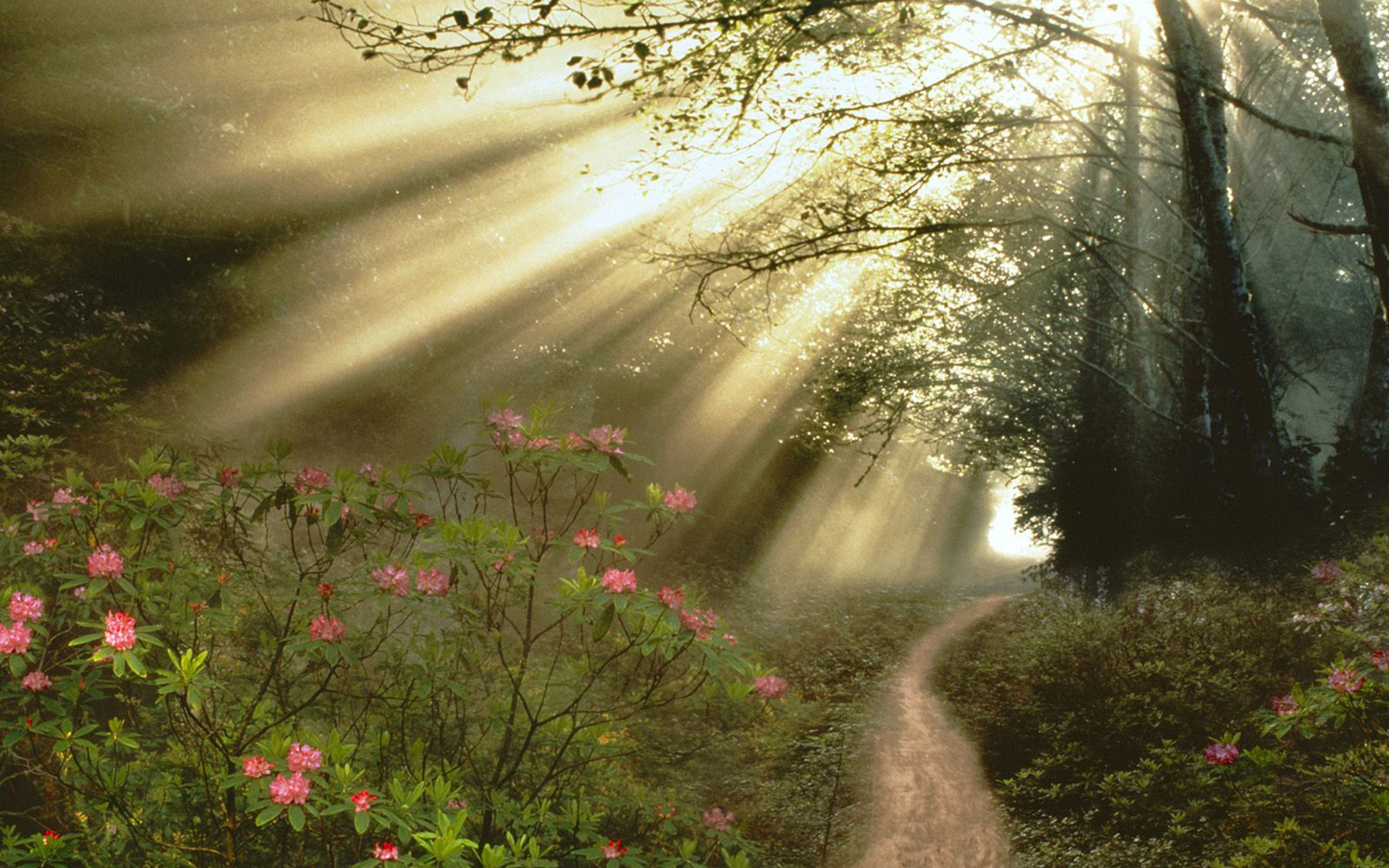 forest, Flowers, Sunlight, Beams, Rays, Trail Wallpaper