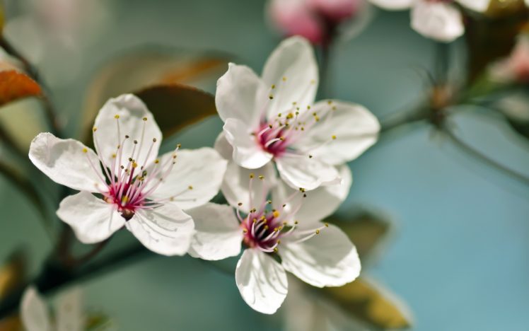 flowers, Blossom, White, Flowers HD Wallpaper Desktop Background