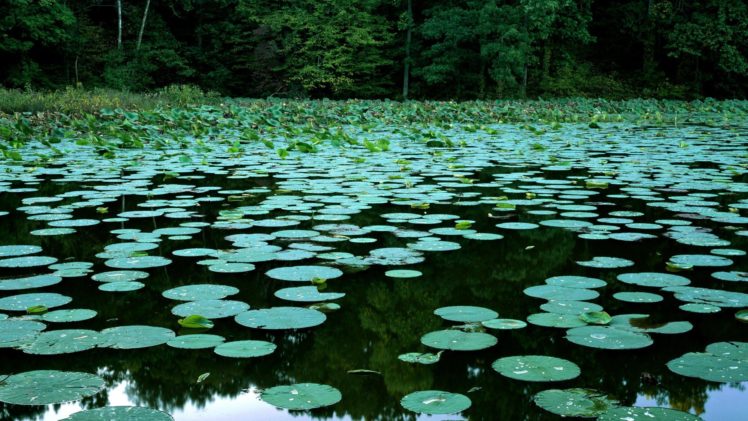lakes, Lily, Pads, Illinois HD Wallpaper Desktop Background