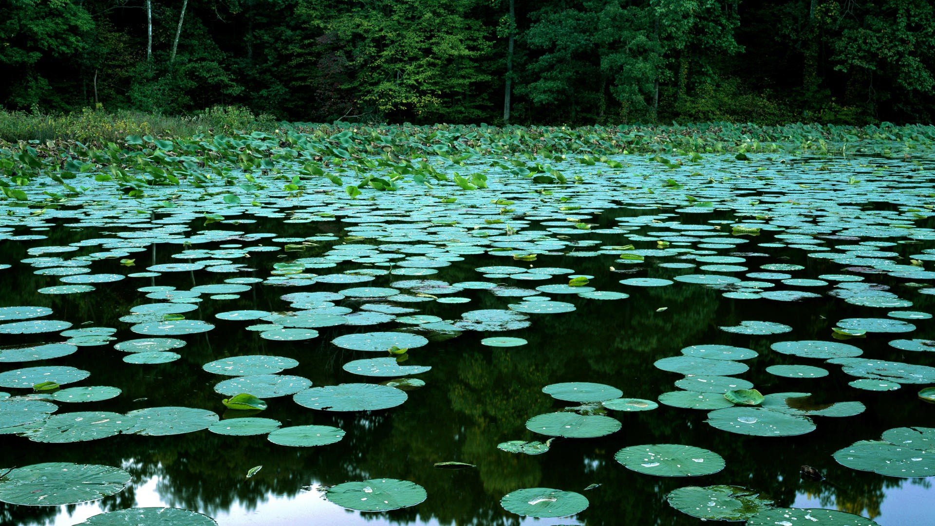 lakes, Lily, Pads, Illinois Wallpaper