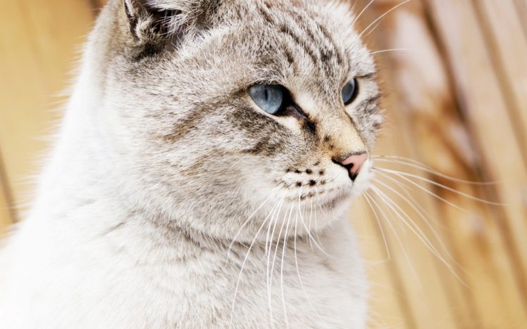 cats, Blue, Eyes, Animals HD Wallpaper Desktop Background