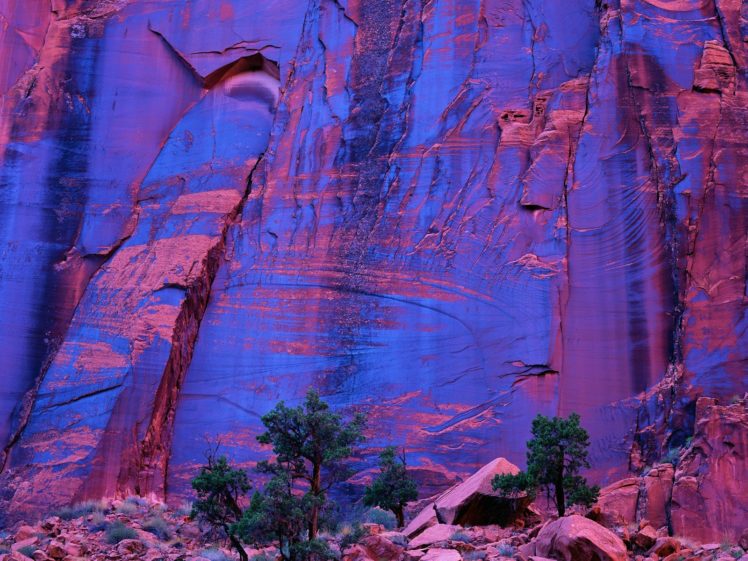 trees, Canyon, Grand, Utah HD Wallpaper Desktop Background