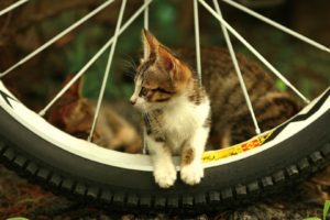 cats, Bicycles, Animals, Motorbikes, Pets