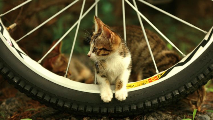 cats, Bicycles, Animals, Motorbikes, Pets HD Wallpaper Desktop Background