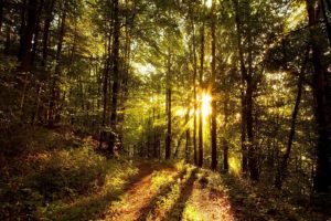 landscapes, Nature, Trees, Forests, Sunlight, Hdr, Photography
