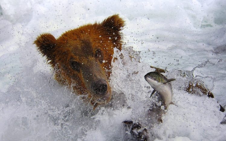 bears, Fishes, Splash, Drops, Rivers, Nature HD Wallpaper Desktop Background