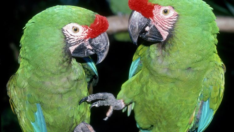 birds, Parrots HD Wallpaper Desktop Background