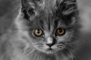 cats, Animals, Kittens, Selective, Coloring