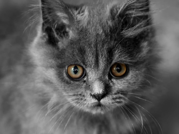 cats, Animals, Kittens, Selective, Coloring HD Wallpaper Desktop Background
