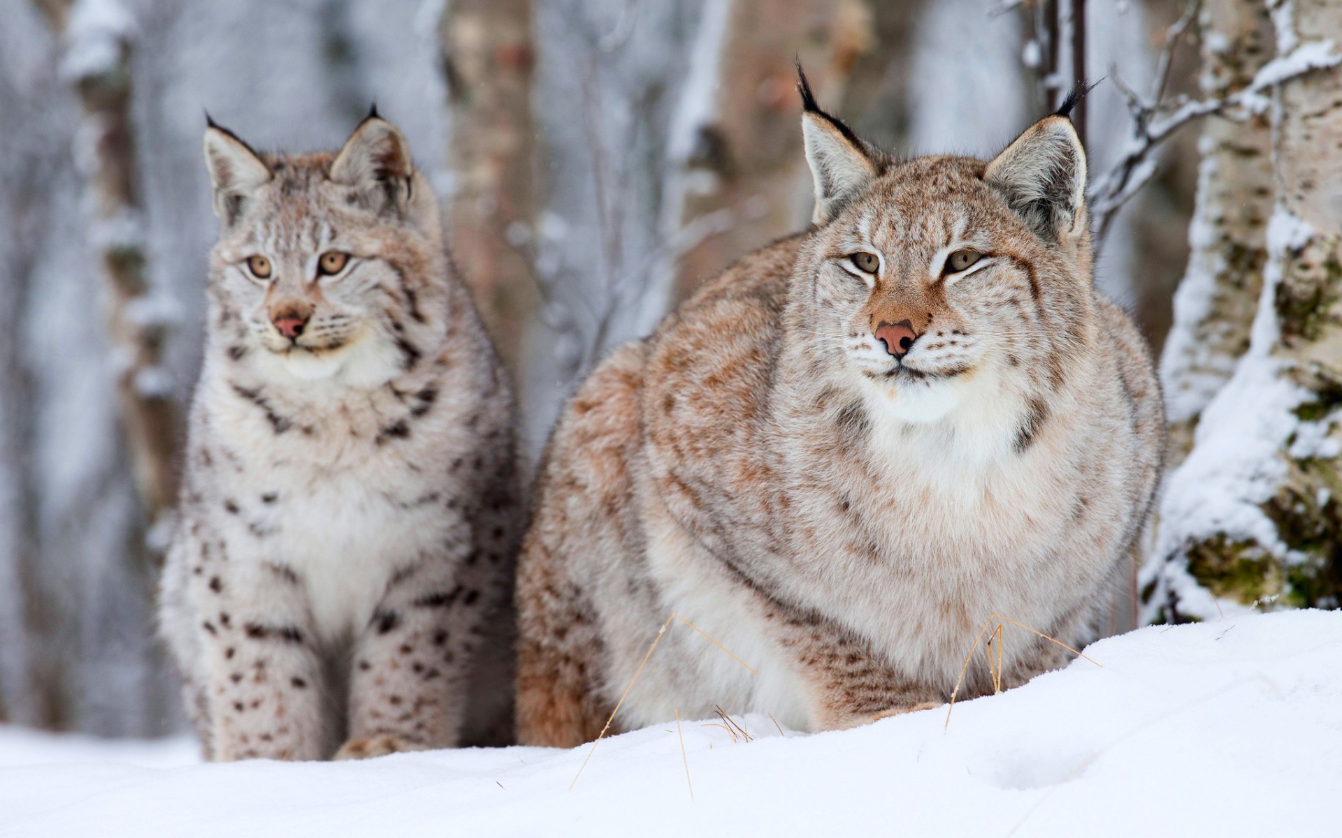 lynx Wallpaper