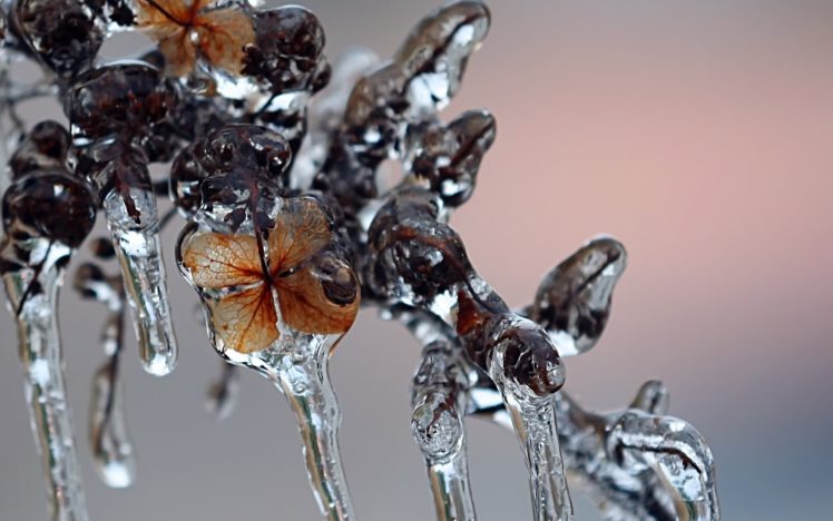 winter, Ice, Leaves HD Wallpaper Desktop Background