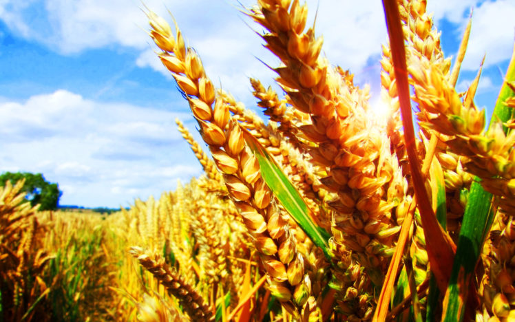 grass, Wheat HD Wallpaper Desktop Background