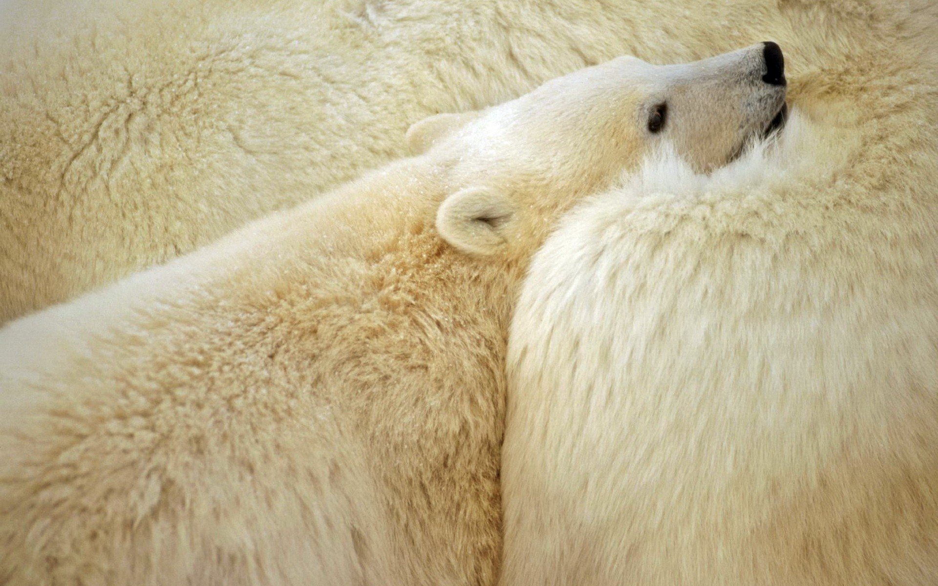 animals, Polar, Bears Wallpaper