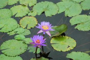 flowers, Plants, Lily, Pads, Water, Lilies