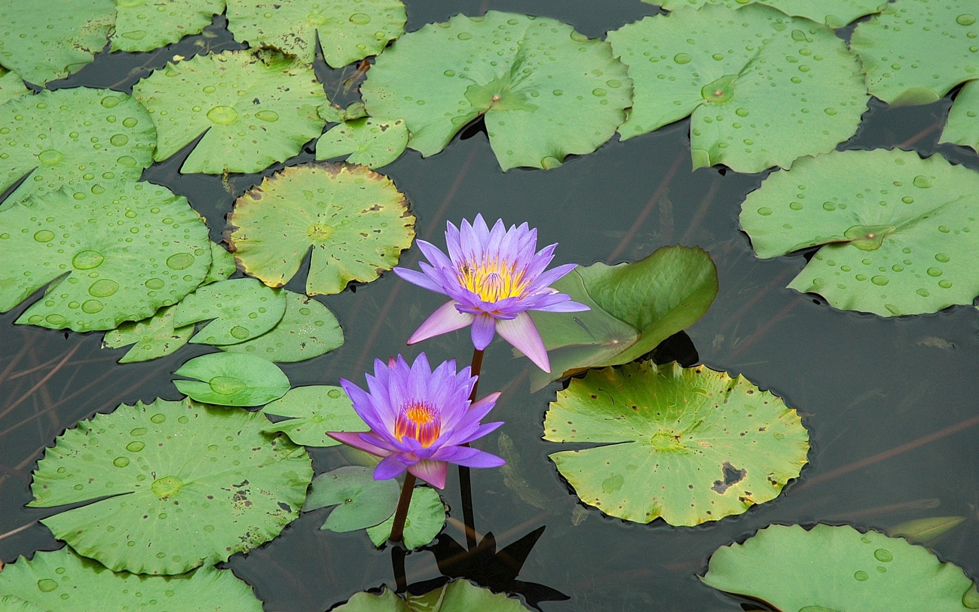 flowers, Plants, Lily, Pads, Water, Lilies Wallpaper