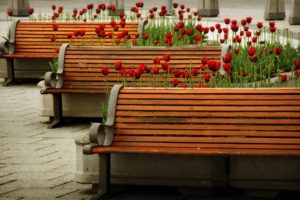 bench, Flowers