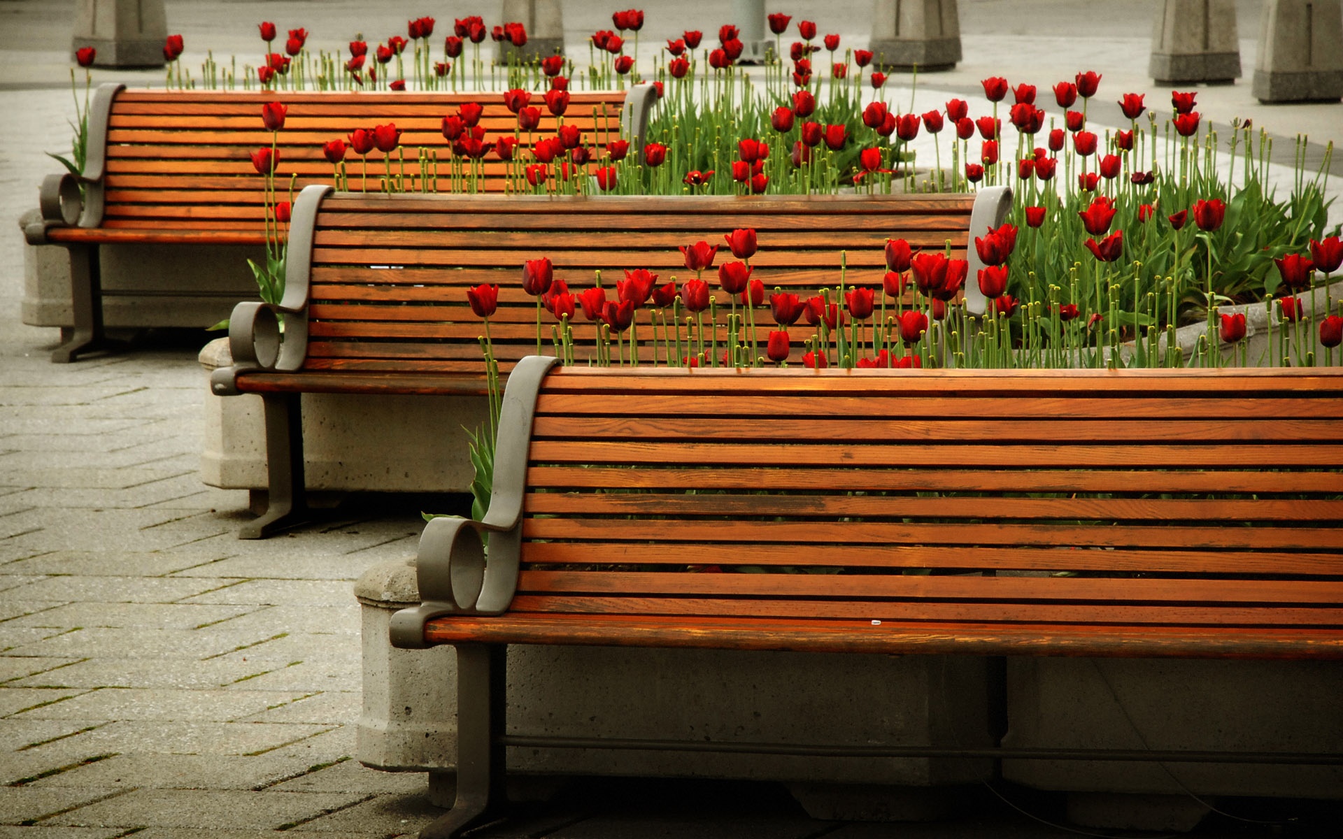 bench, Flowers Wallpaper