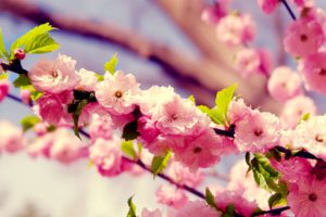 cherry, Blossoms, Flowers