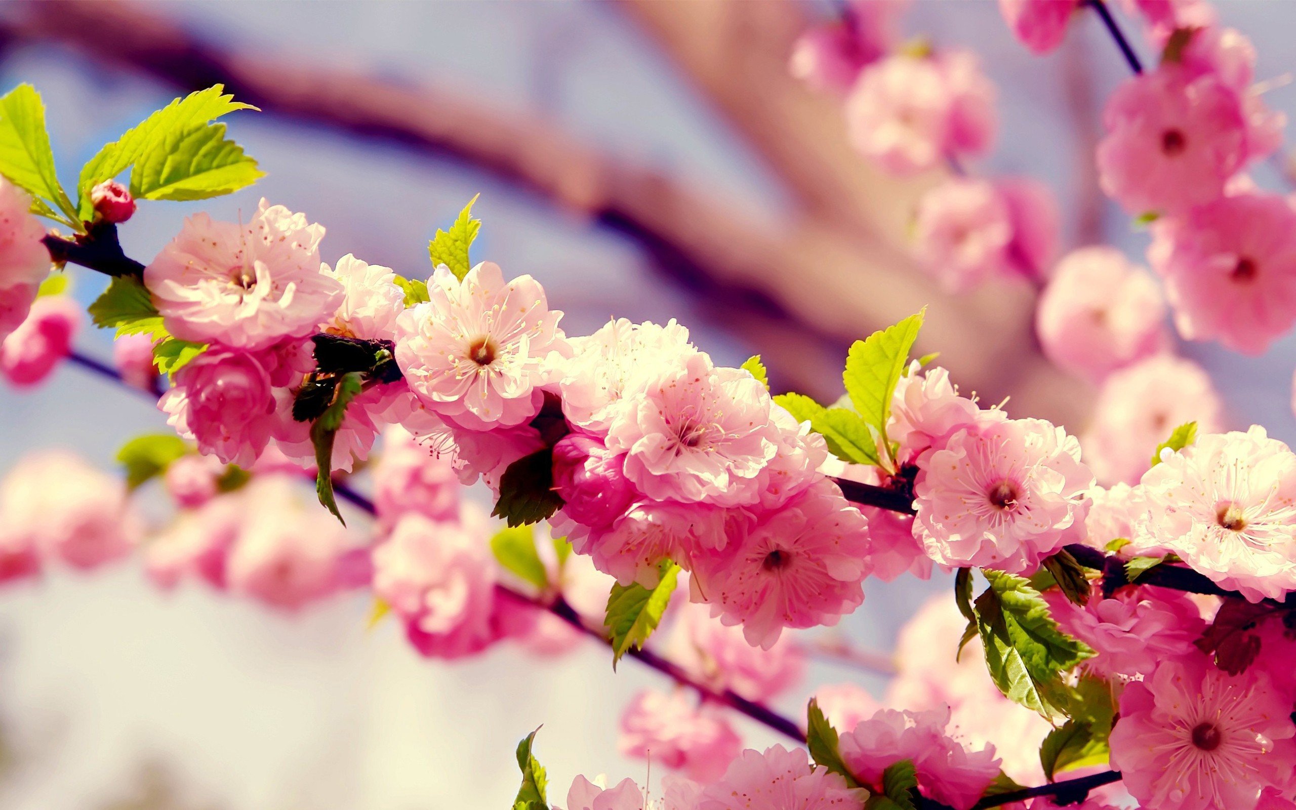 cherry, Blossoms, Flowers Wallpaper
