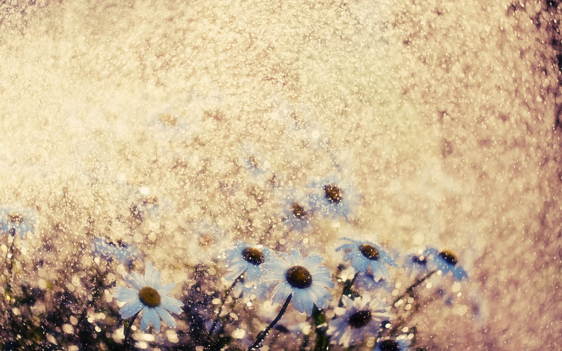 flowers Wallpaper