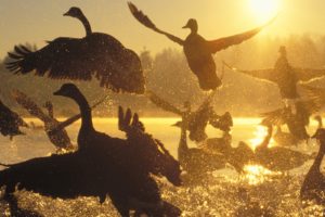 water, Sunrise, Silhouette, Canada, Geese, Birds, Canadian, Geese