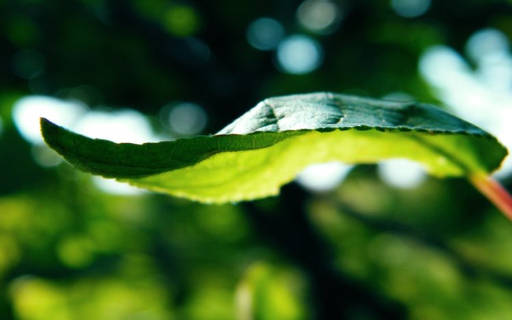green, Leaves, Depth, Of, Field HD Wallpaper Desktop Background