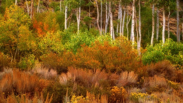 forests, Deserts, California, Sierra, Eastern HD Wallpaper Desktop Background