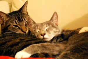 cats, Animals, Sleeping, Hugging