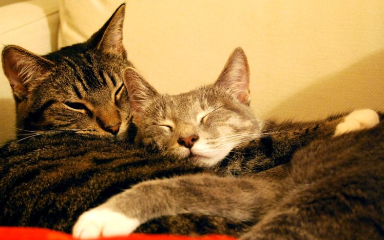 cats, Animals, Sleeping, Hugging HD Wallpaper Desktop Background
