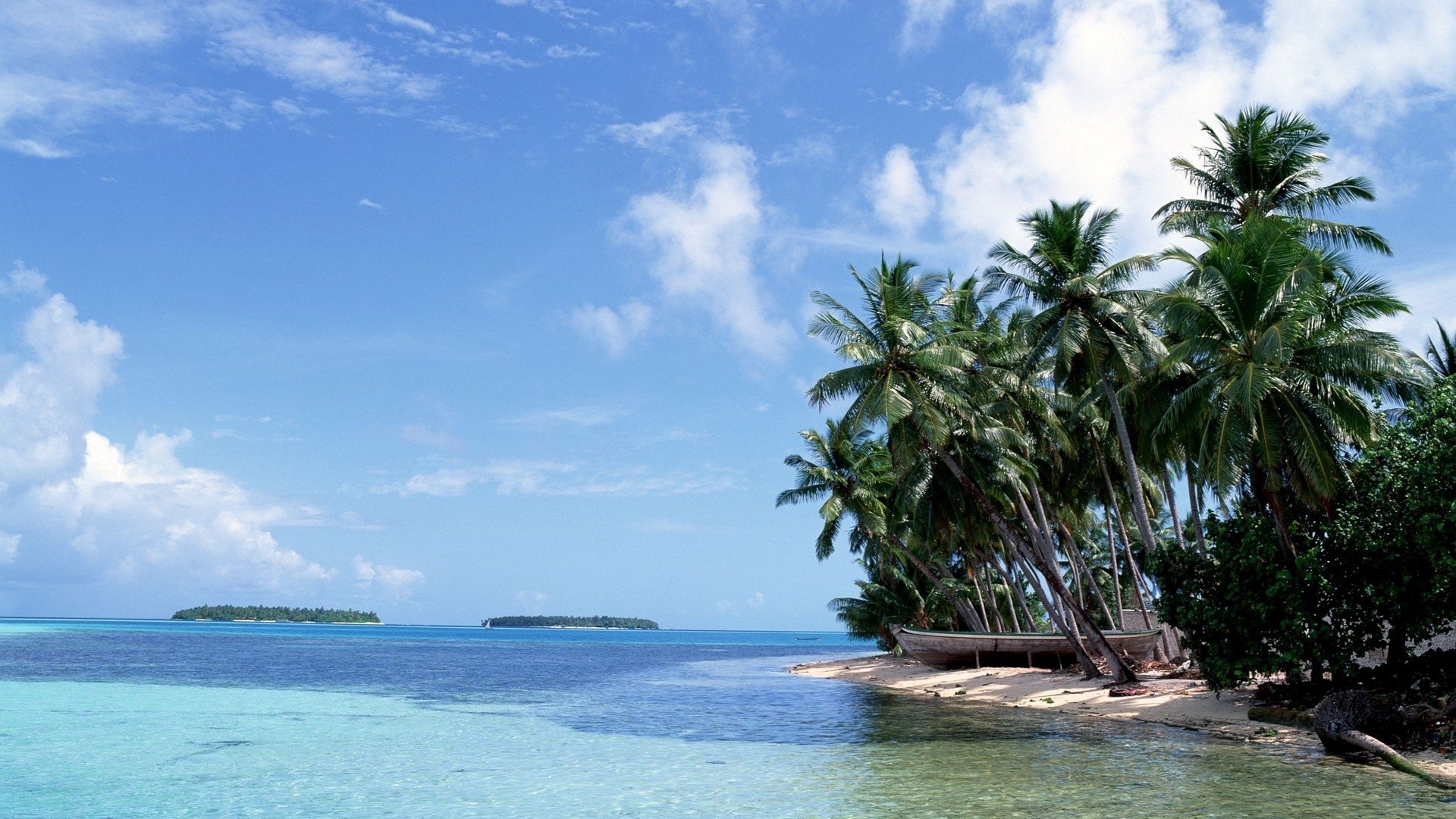 landscapes, Nature, Palm, Sea Wallpaper