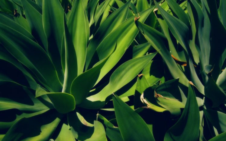 nature, Plants, Aloe, Vera HD Wallpaper Desktop Background