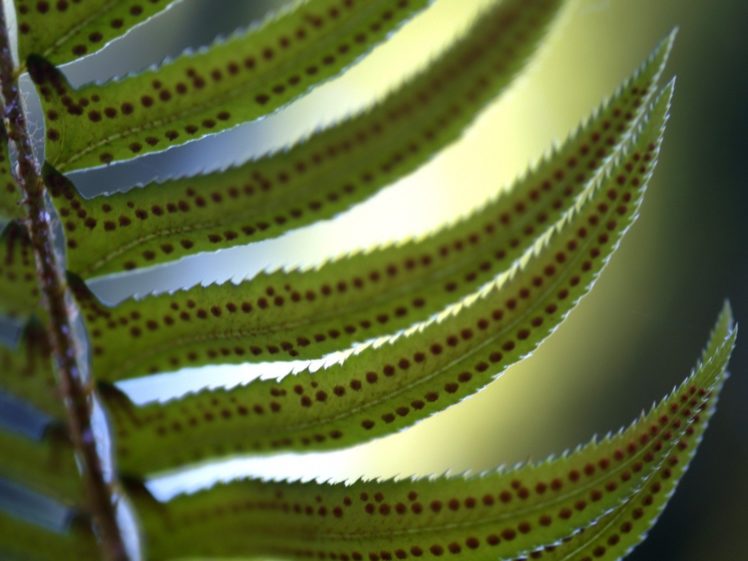 green, Nature, Leaves, Ferns HD Wallpaper Desktop Background