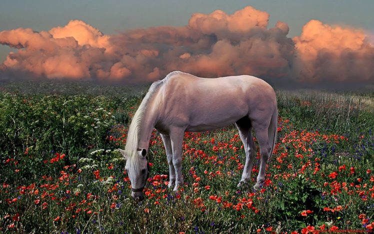 nature, Animals, Horses HD Wallpaper Desktop Background