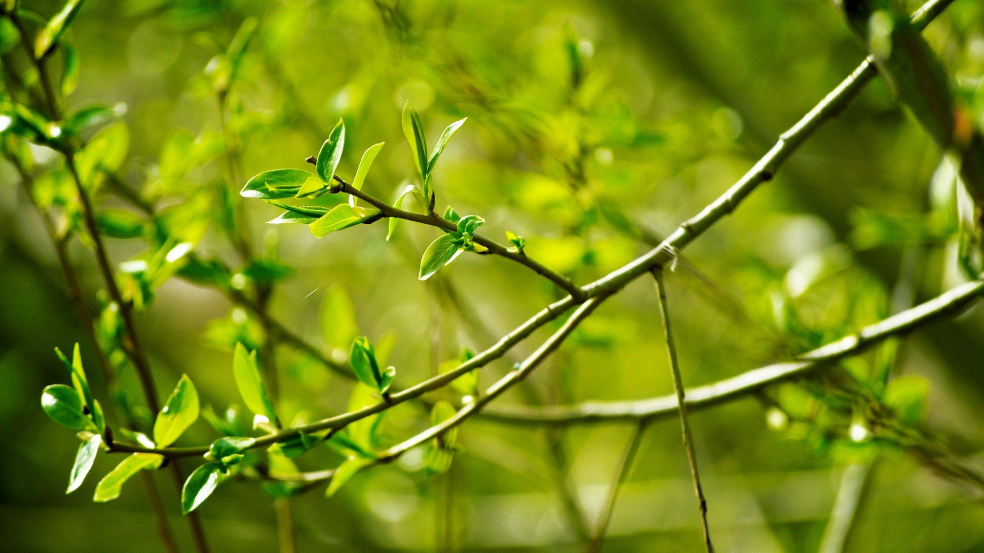 nature, Trees, Leaves Wallpaper