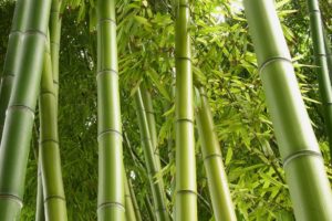 green, Nature, Jungle, Bamboo, Plants