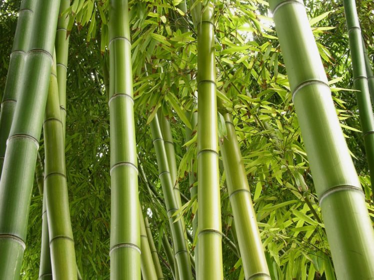 green, Nature, Jungle, Bamboo, Plants HD Wallpaper Desktop Background
