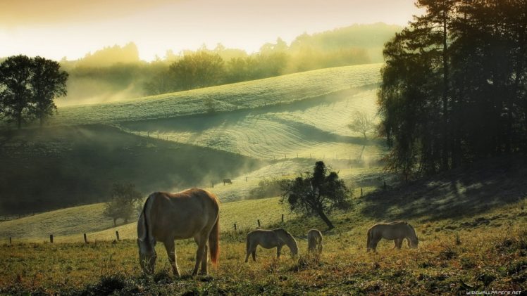 horses, Landscapes, Fig, Sunrise, Nature HD Wallpaper Desktop Background