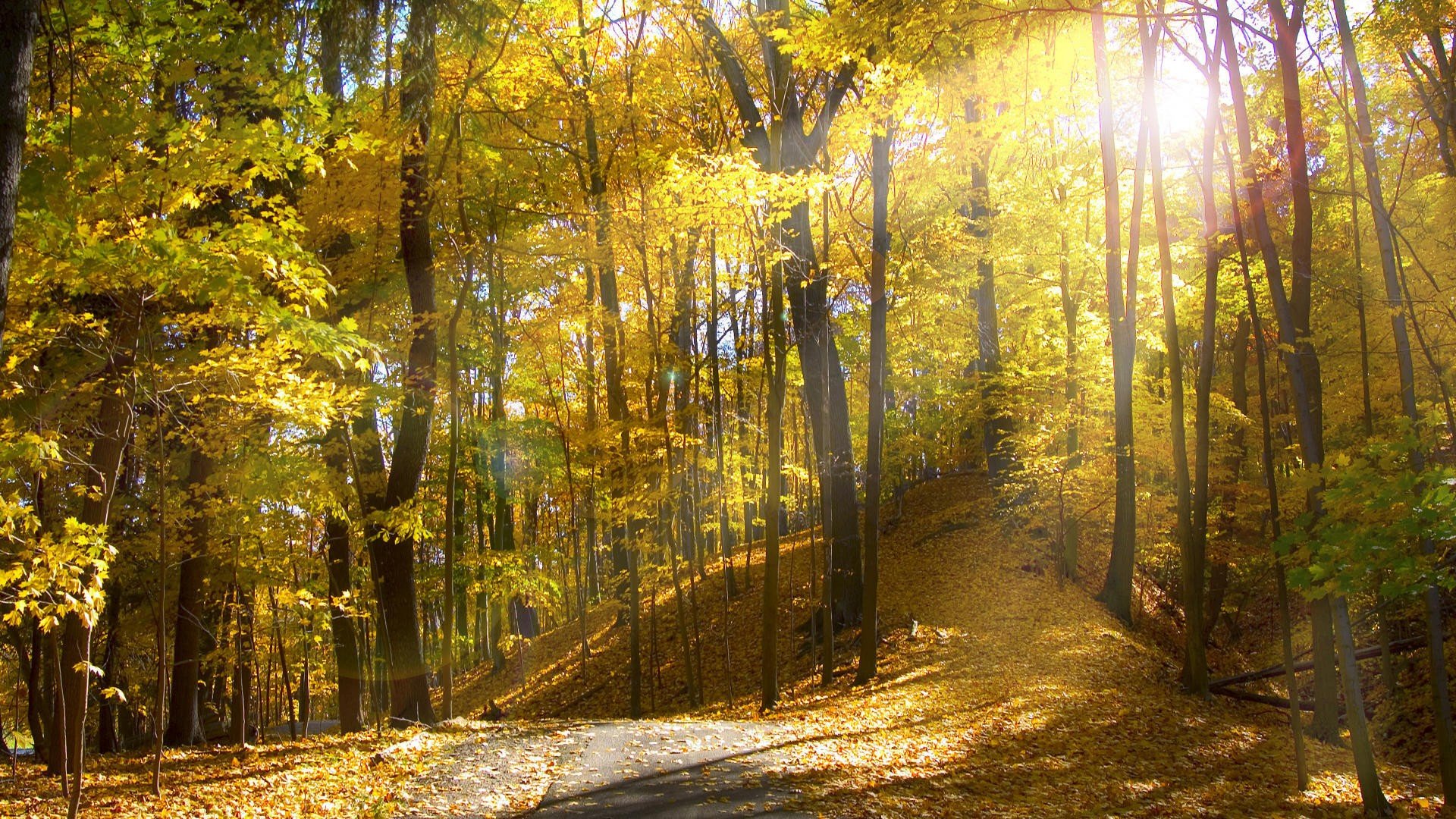 forests Wallpaper