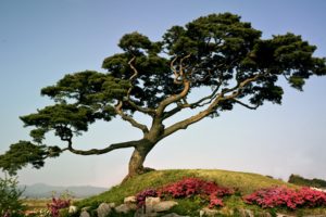 japan, Trees, Flowers, Spring