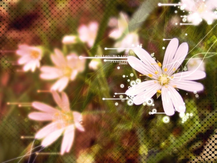 white, Flowers HD Wallpaper Desktop Background