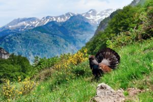 mountains, Clouds, Landscapes, Nature, Birds, Europe, Grouse