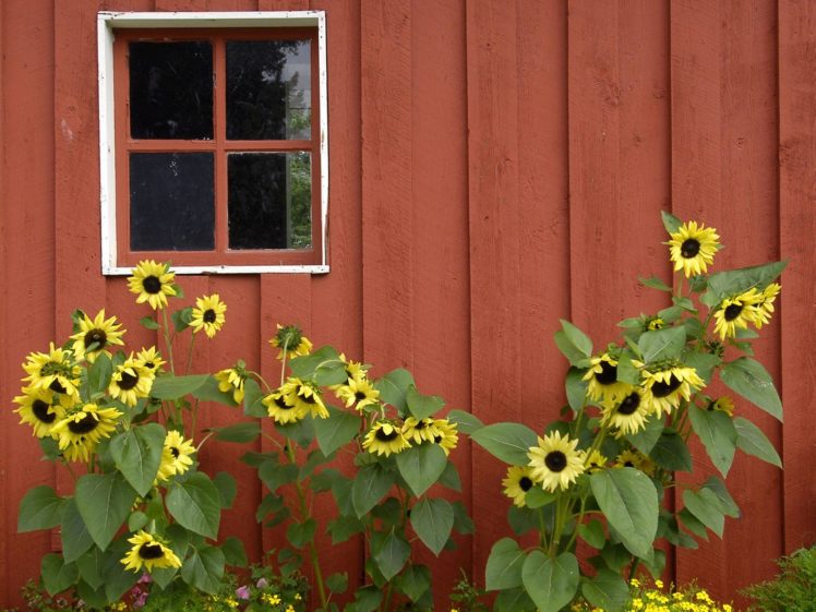 red, Alaska, Parks, Barn, Pioneer, Sunflowers HD Wallpaper Desktop Background