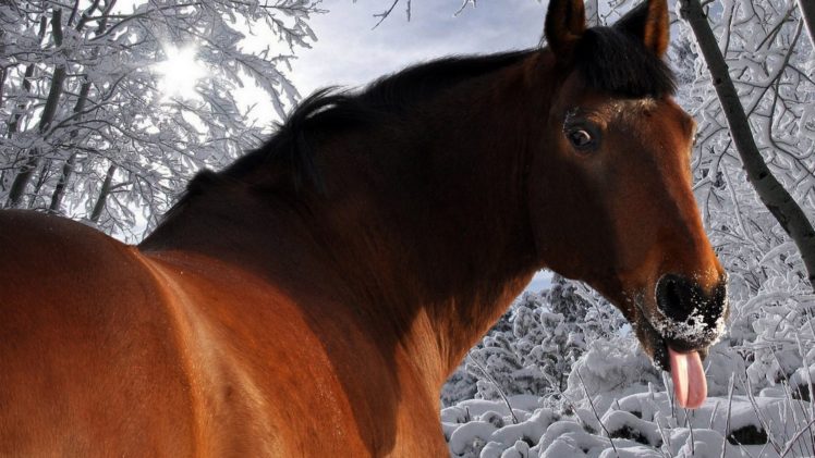 horses, Humor HD Wallpaper Desktop Background
