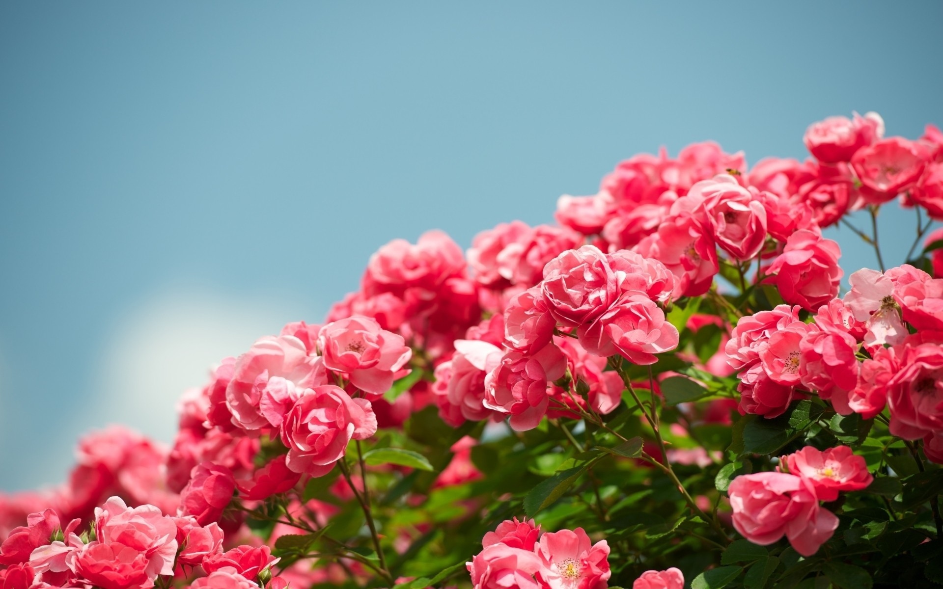 28933 Wallpaper